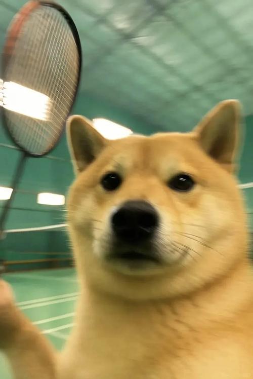 羽衣甘蓝